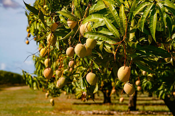 Mango Agriculture